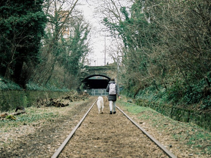 10 Tips for Dog Walking Everyone Should Know