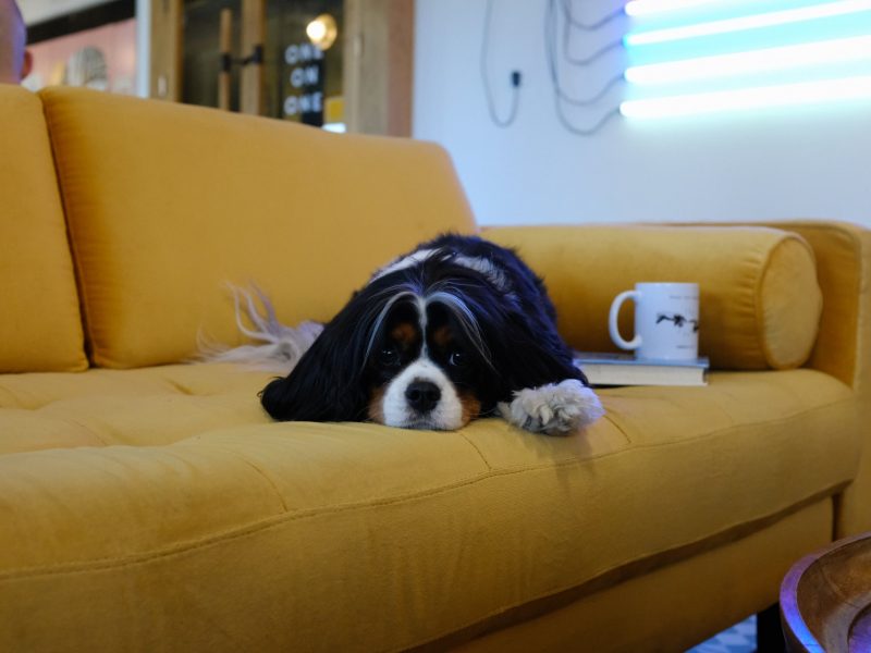protect_couch_from_dog