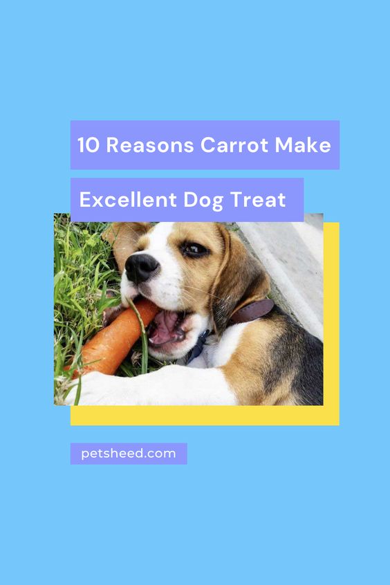 10 Reasons Carrot Make Excellent Dog Treat