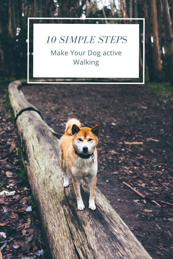 10 Simple Step Make Your Dog active Walking