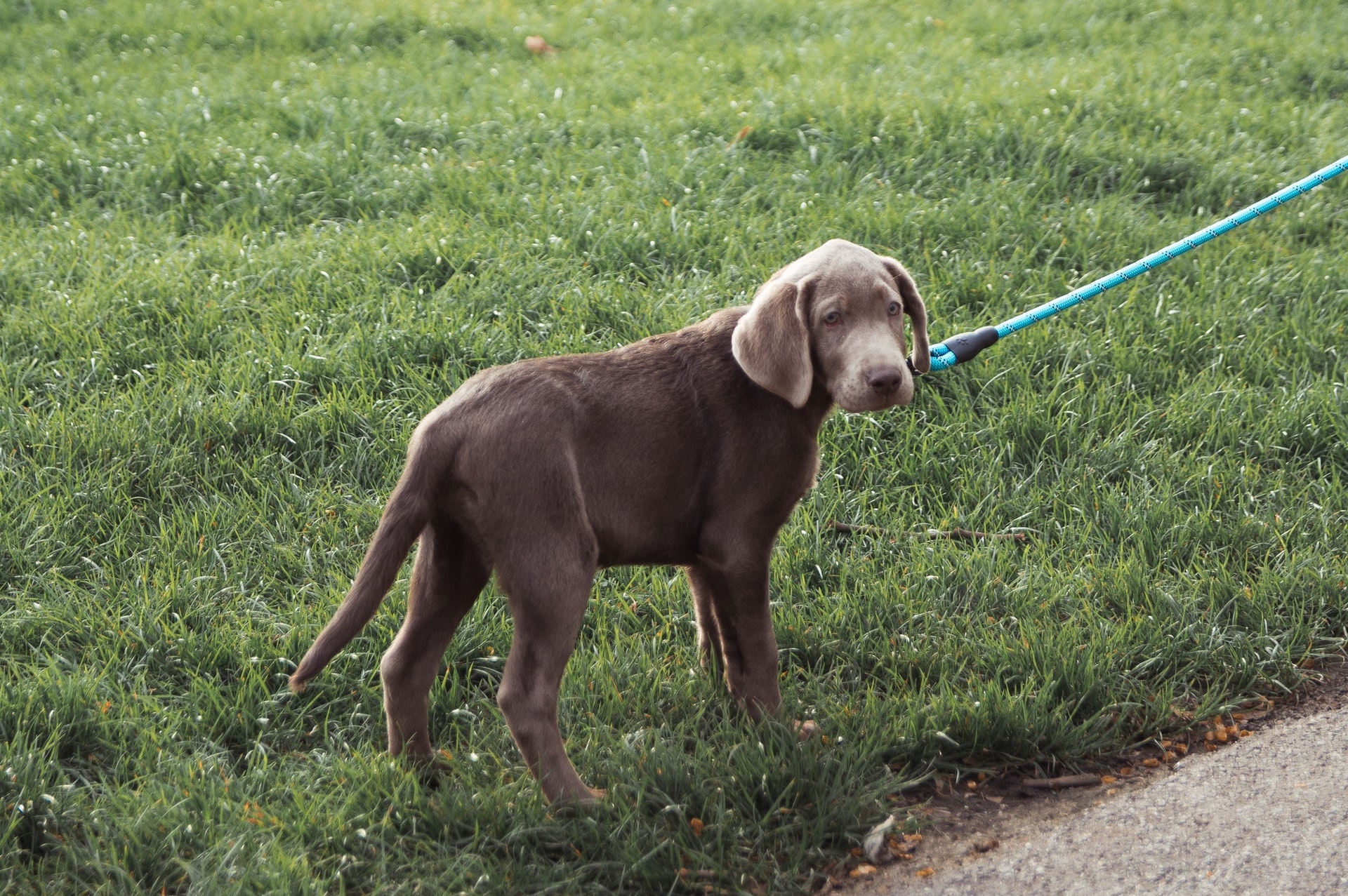 10-simple-step-make-your-dog-active-walking