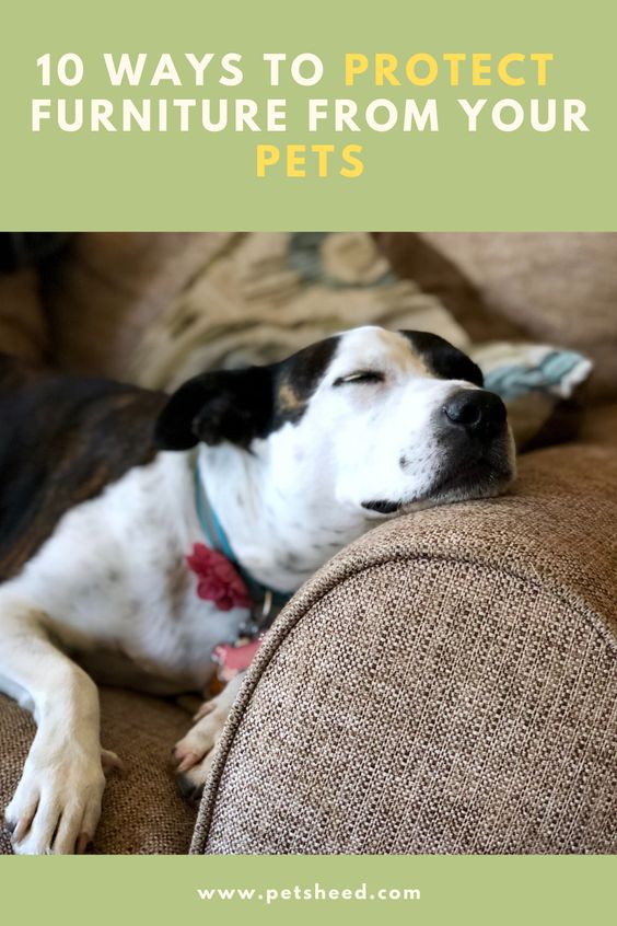 10 ways to protect Furniture from your pets
