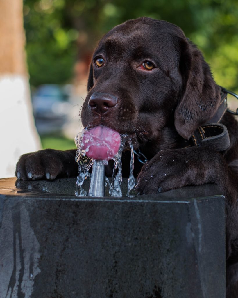 Photo by Rafael Ishkhanyan Bring Plenty of Water For Your Dog