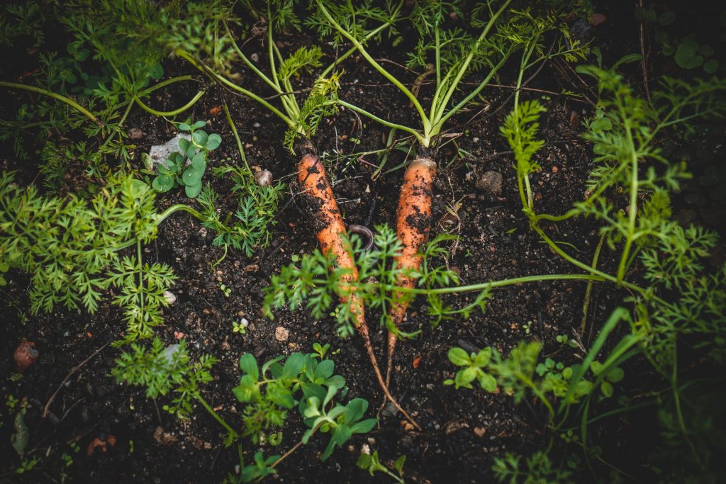 Photo by Jonathan Kemper Carrots Are a Simple Vegetable To Grow In The Garden