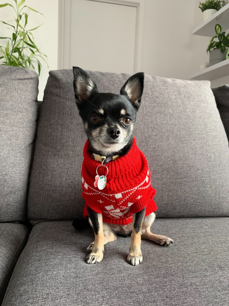 Photo by Lou Turcotte Gagnon Dress Your Dog Often to Reduce Shedding