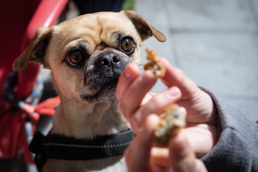 Photo by Guillermo Latorre Feeding Your Dog Less Can Increase Their Life Span