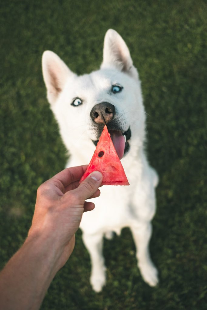 Photo by Marek Szturc Hand feeding increases your dog's attention