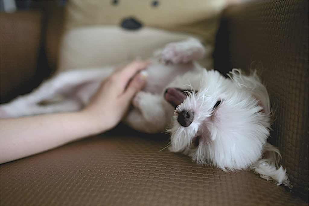 Have Some Cuddle Time on the Sofa