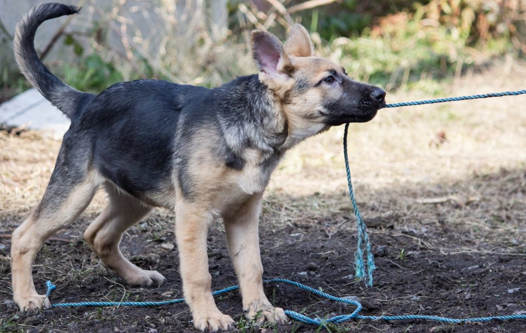 How-To-Exercise-A-Dog-Play-Tug-of-War