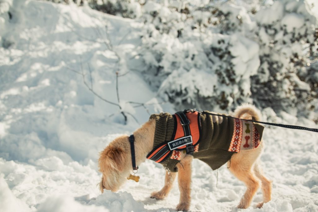 Photo by William Moreland Let Your Dog Sniff Around