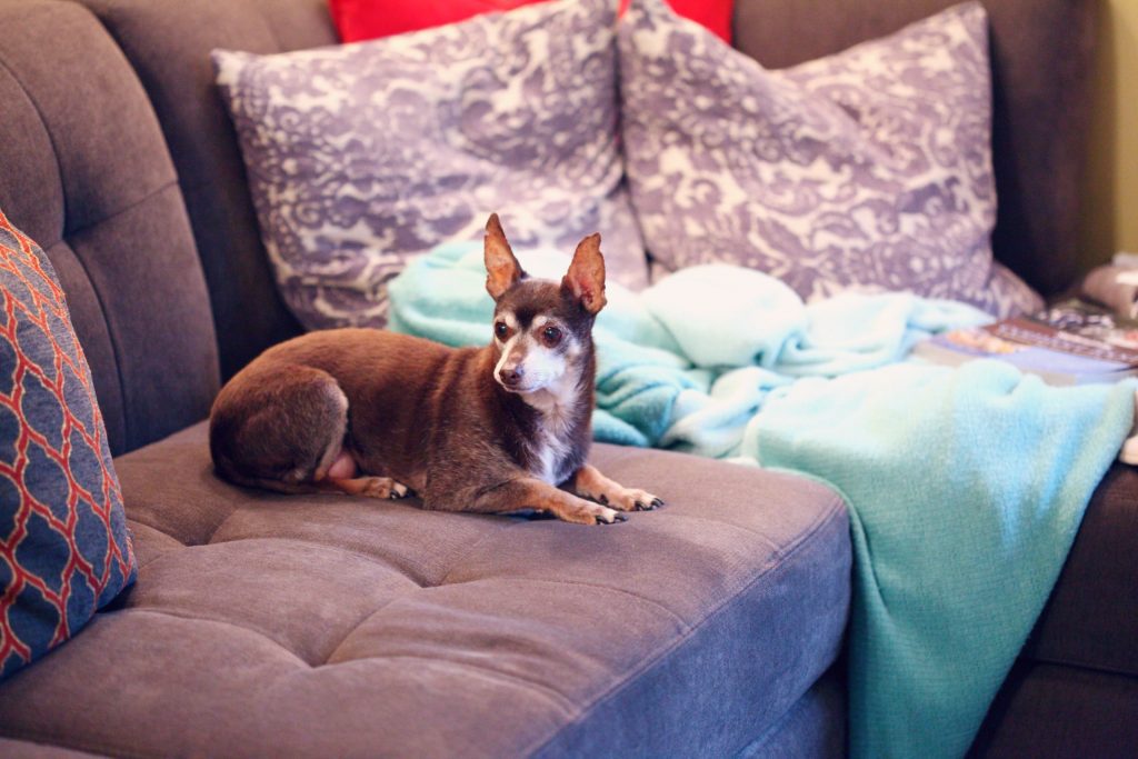 Photo by Sharon McCutcheon Protect your Furniture from your Dogs By Using Covers