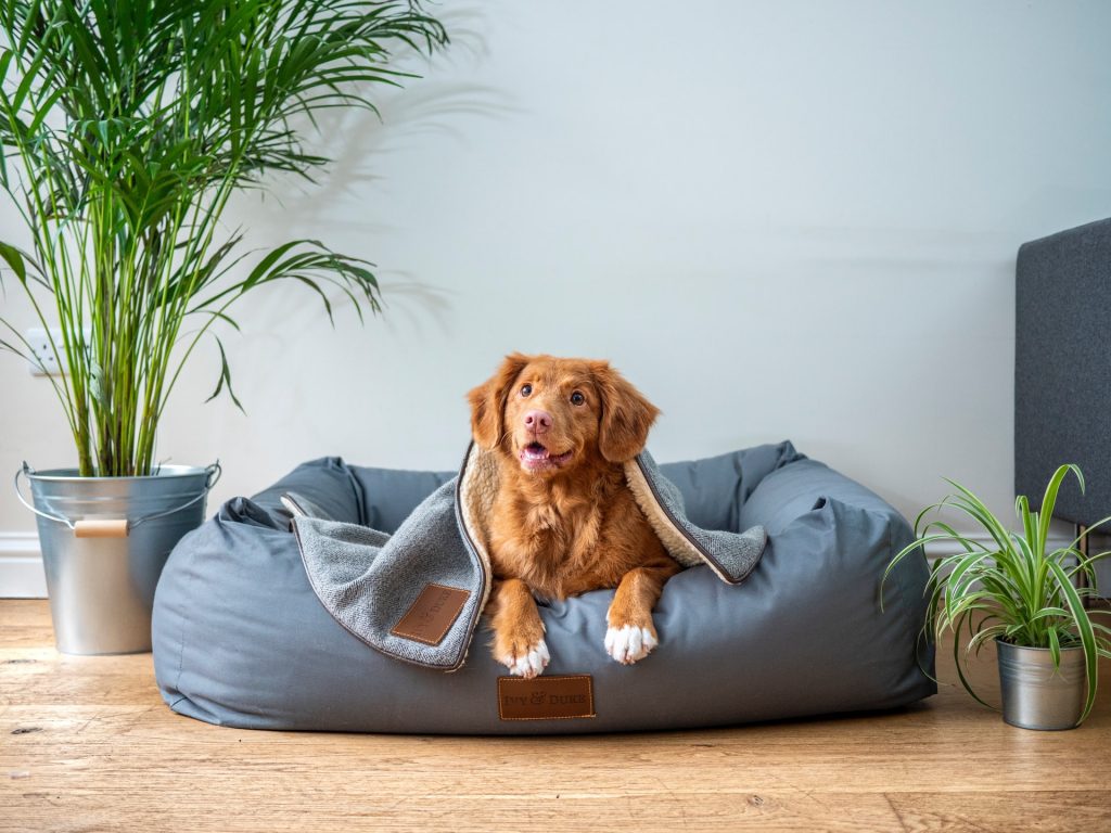 Photo by Jamie Street Purchase a Really Nice Dog Bed