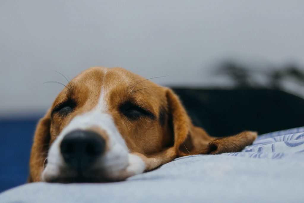Photo by João Victor Xavier Shaving Your Dog Will Not Help With Allergies