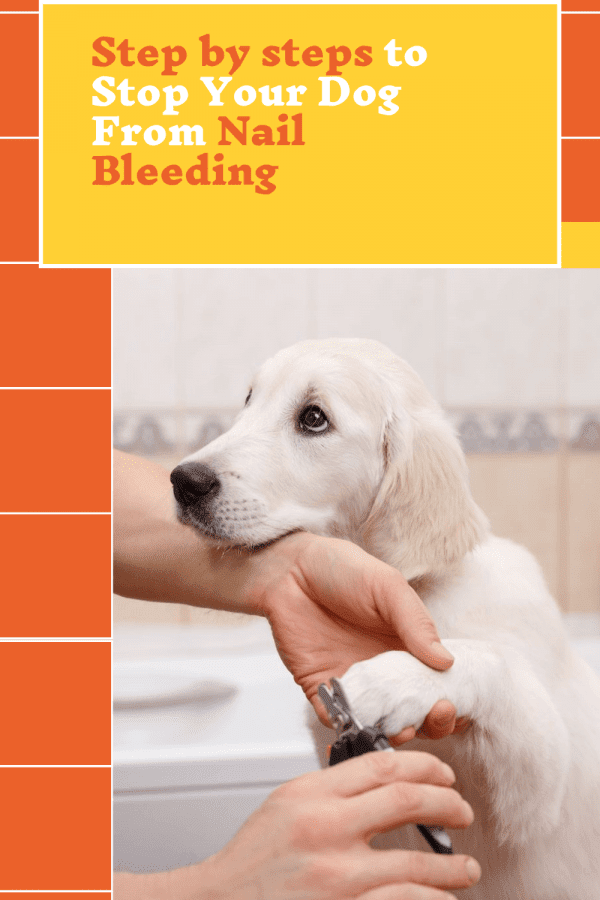Step by step to Stop Your Dog Nail Bleeding Pets Heed