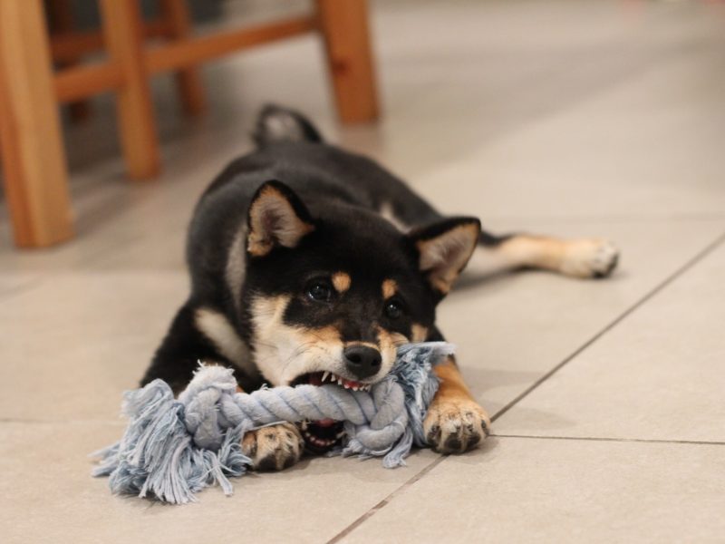 How To Stop Your Dog From Biting