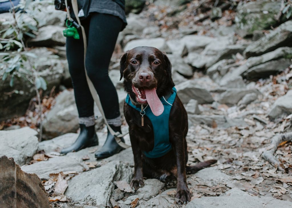 Take Your Dog on a Hike