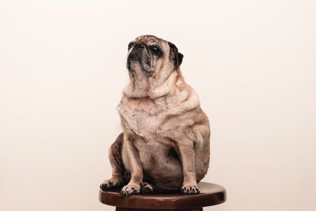 Photo by Jorge Zapata What to Do If Your Dog Needs to Lose Weight