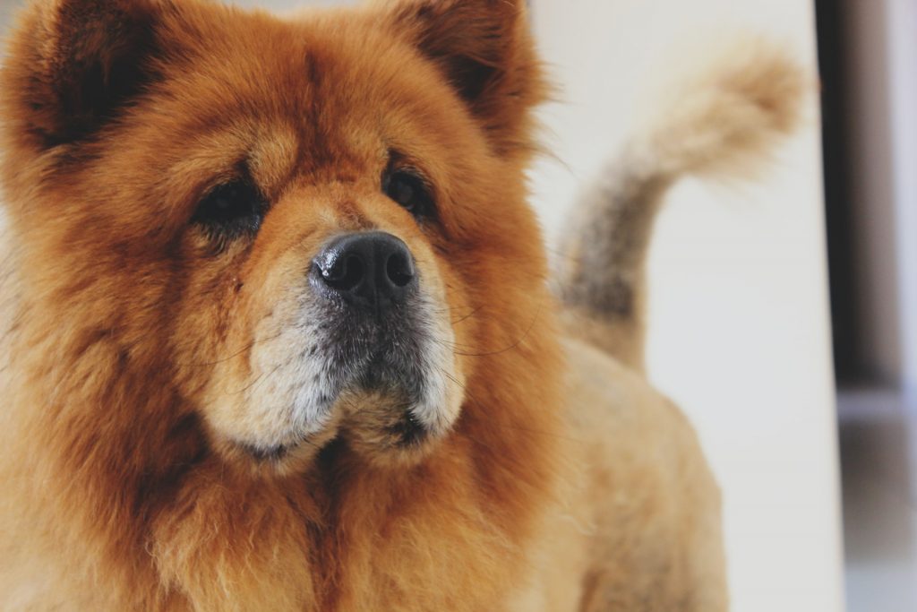 Photo by Gabrielle Costa What you should understand Before Shaving Your Dog
