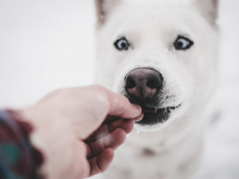 benefits-of-hand-feeding-your-dog-petsheed