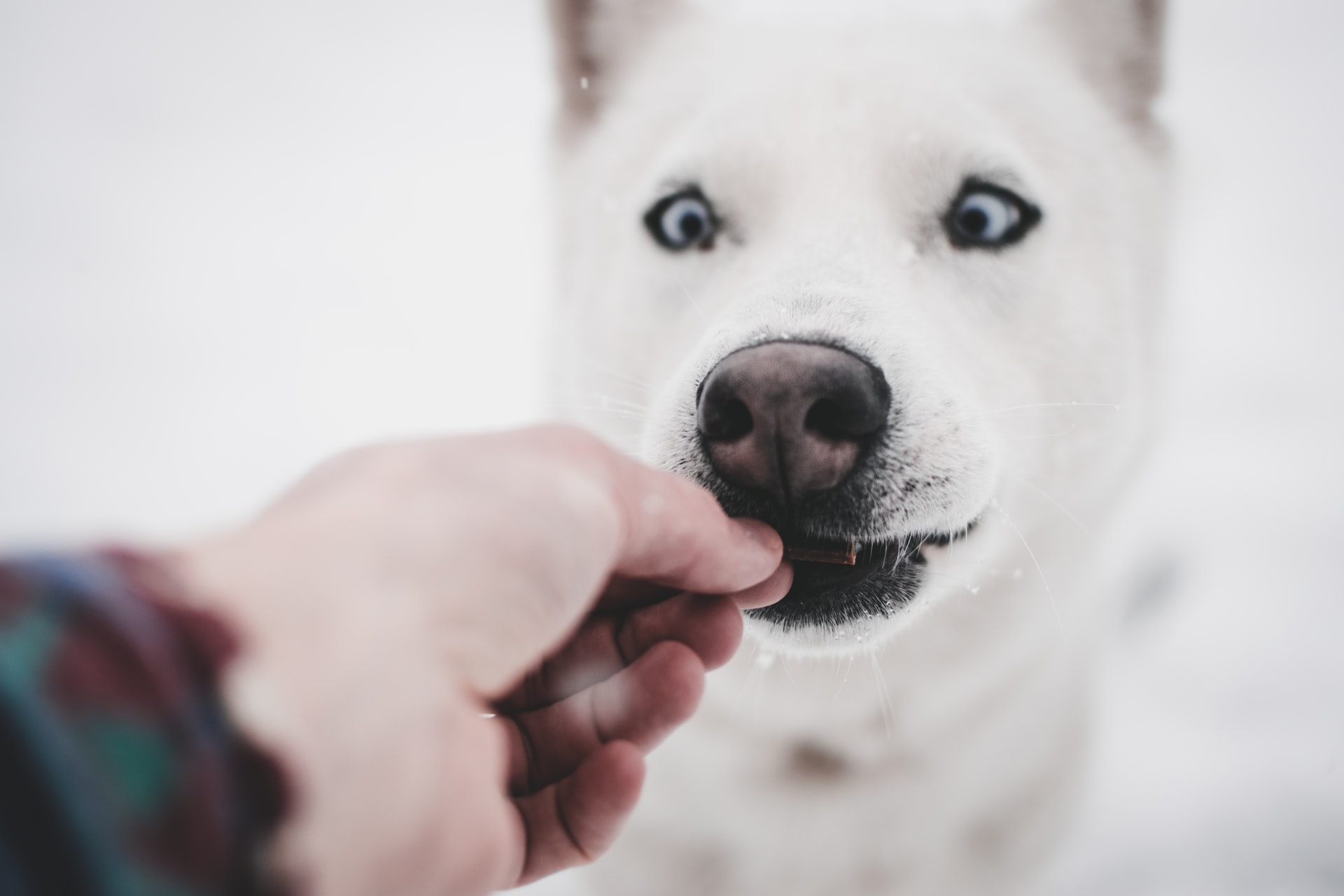 benefits-of-hand-feeding-your-dog-petsheed