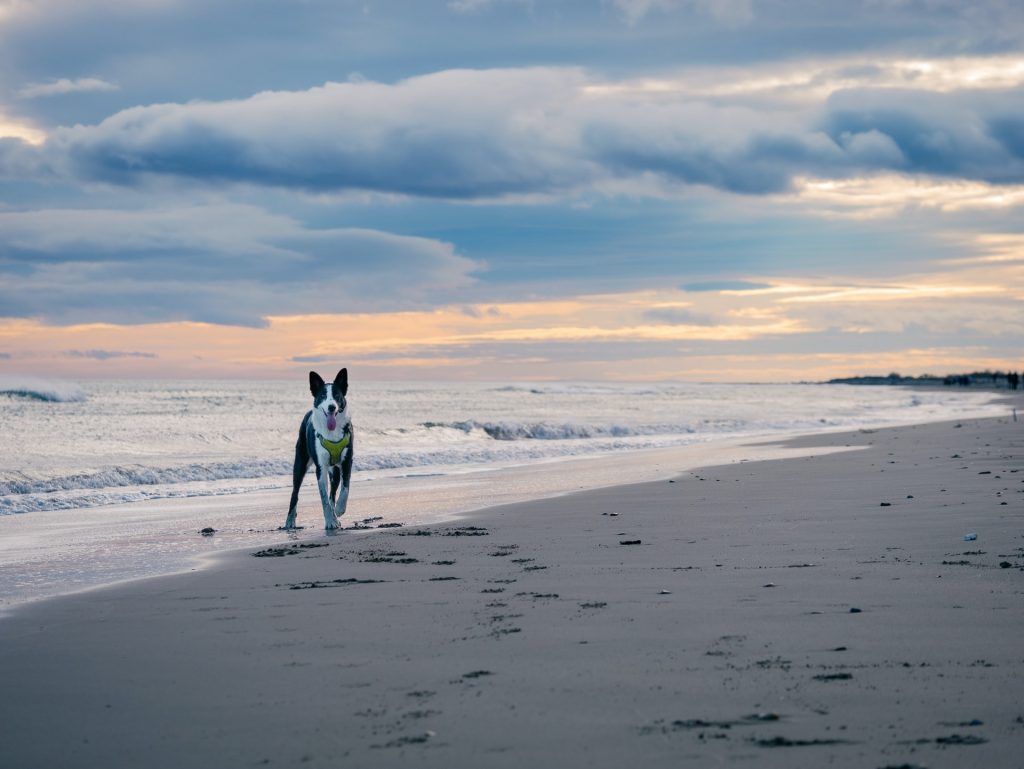 Photo by Benjamin LECOMTE dog training tips - freedom