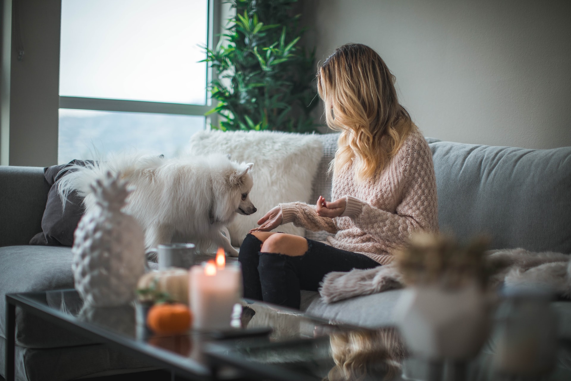feeding-less-dog-live-longer-petsheed.com