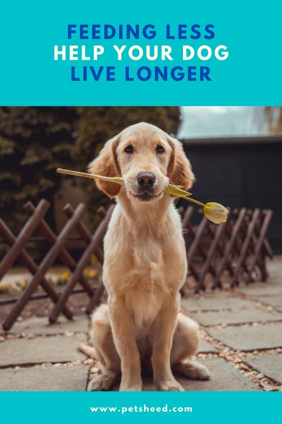feeding less help dog live longer