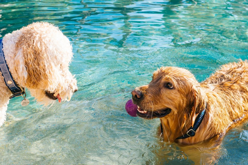 how-to-exercise-a-dog-swimming