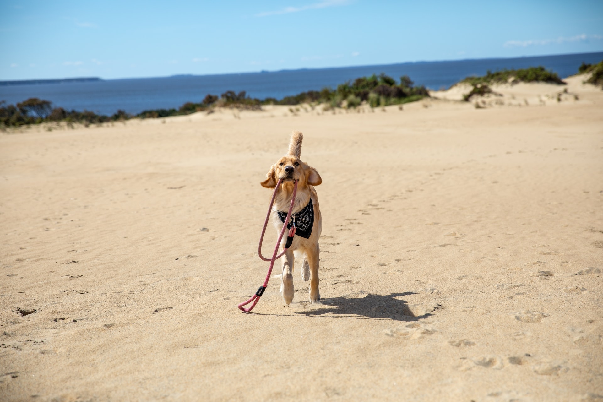 stopping a dog from pulling