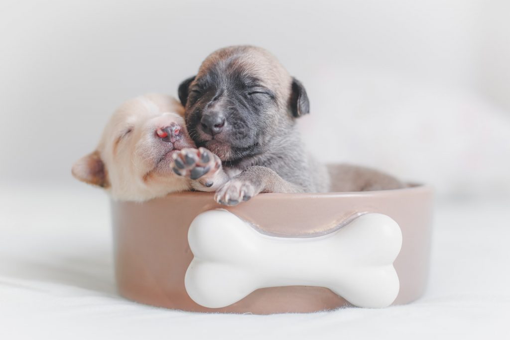 how-to-stop-your-dog-from-biting-step2