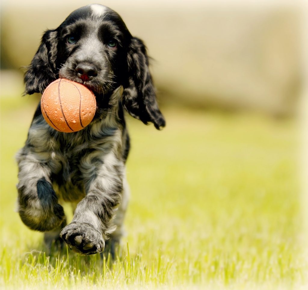 Photo by Stainless Images make dog active walking step2