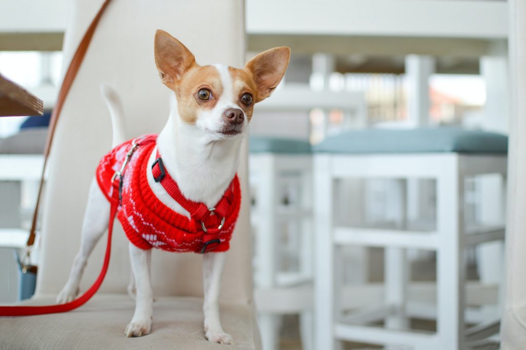 Photo by Tamara Bellis make dog active walking step3