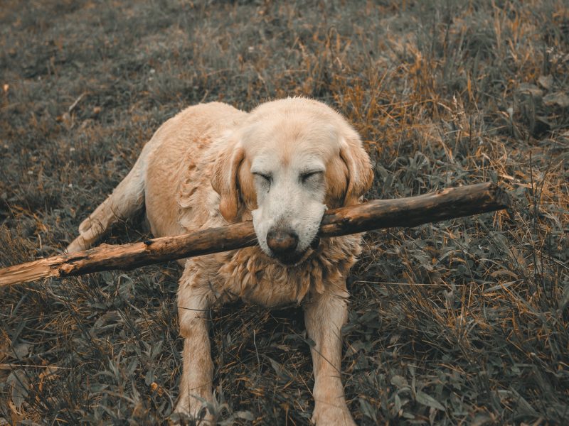7 Reasons Why Playing With Your Dog s Important