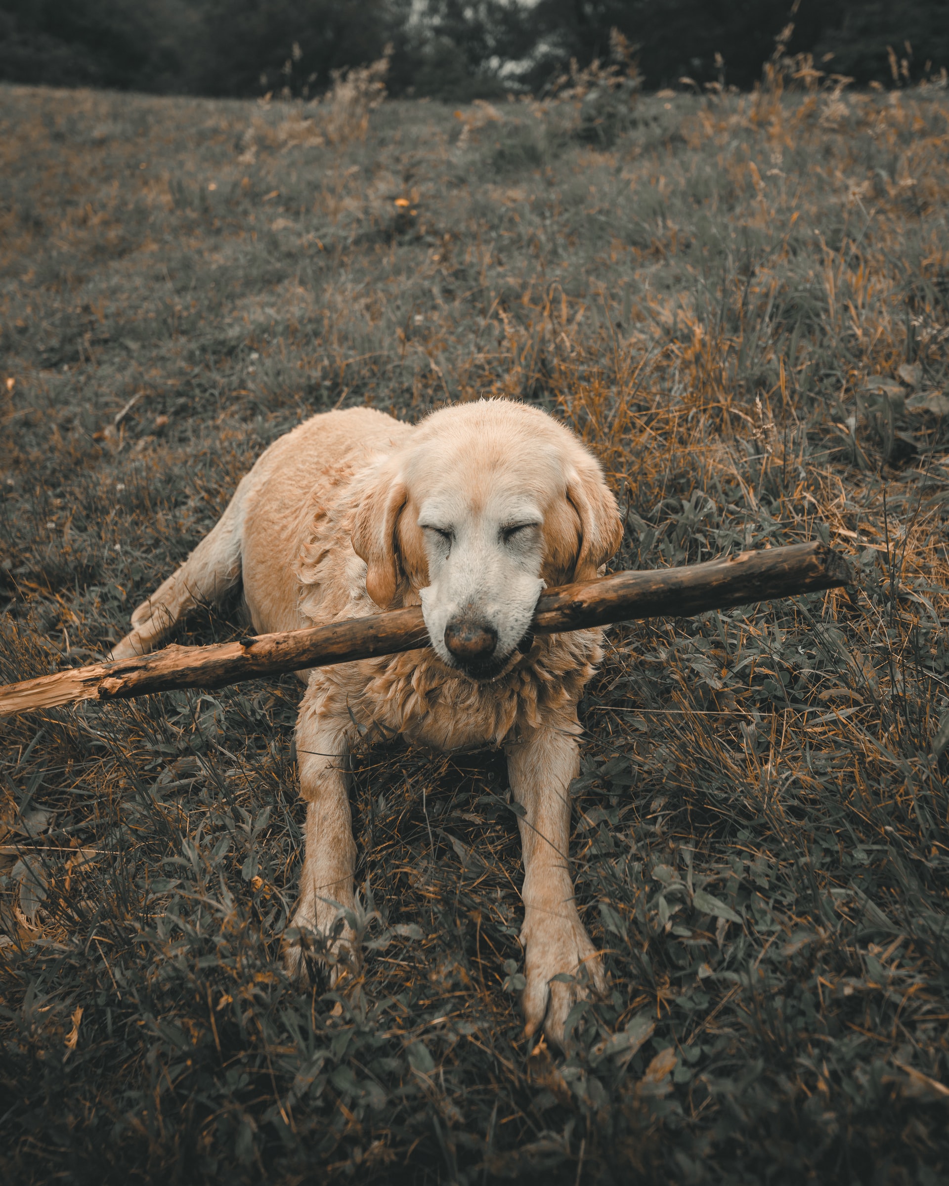7 Reasons Why Playing With Your Dog s Important