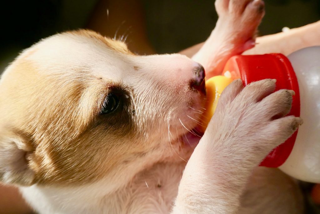 puppy-not-eating-overfeeding