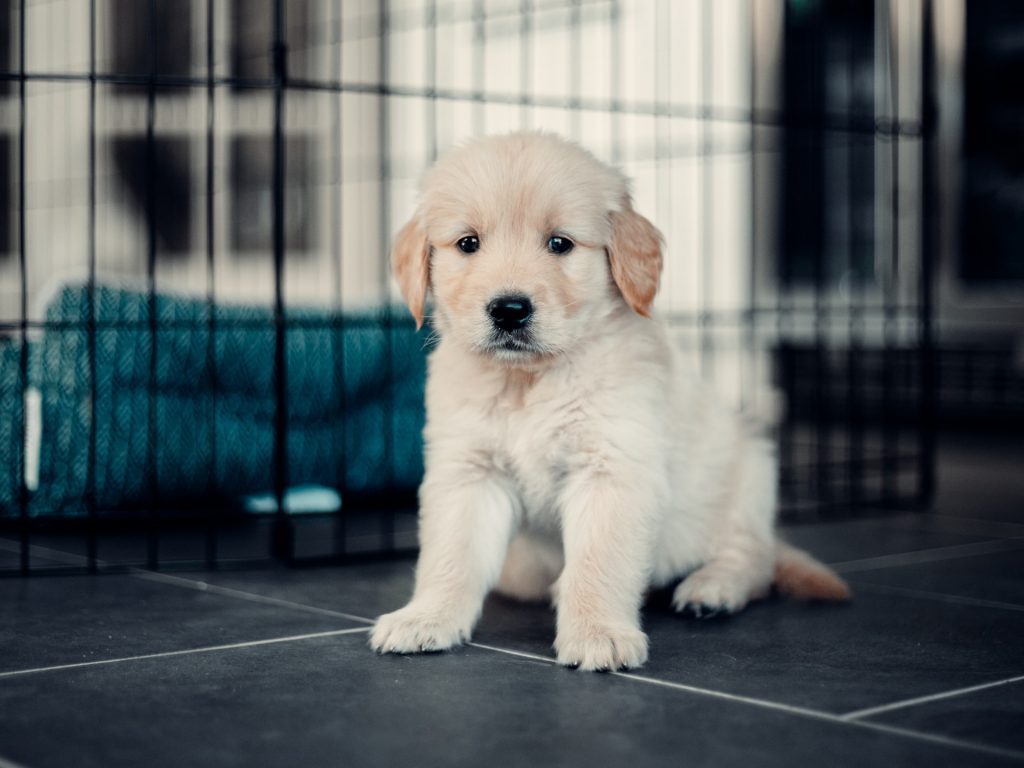 dog don't eat-pain