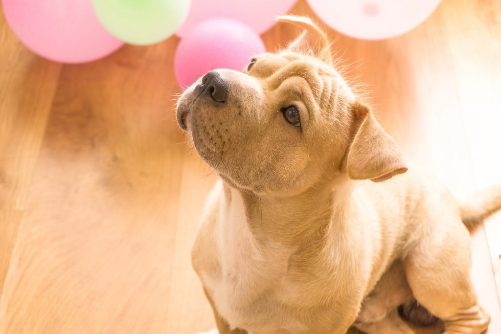 Photo by Leohoho pickiness puppy not eating
