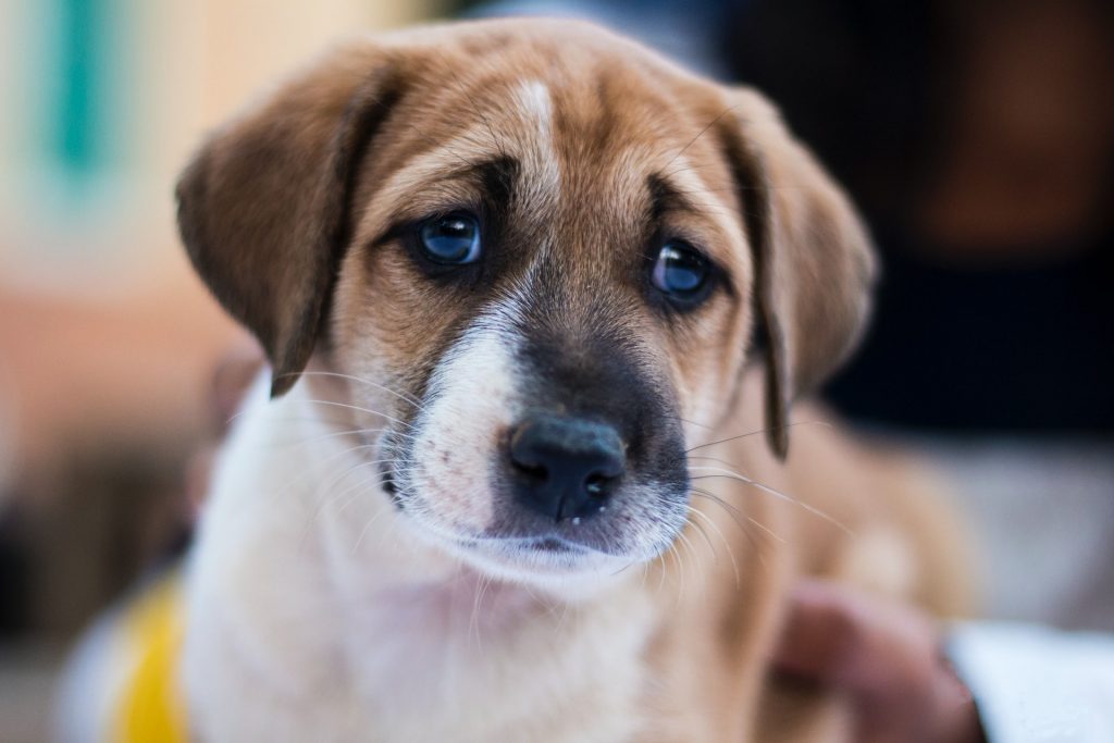 Photo by Bharathi Kannan stress puppy not eating