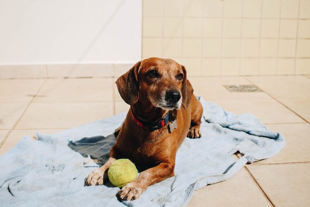 Photo by Isabela Kronemberger puppy not eating wallowed-something