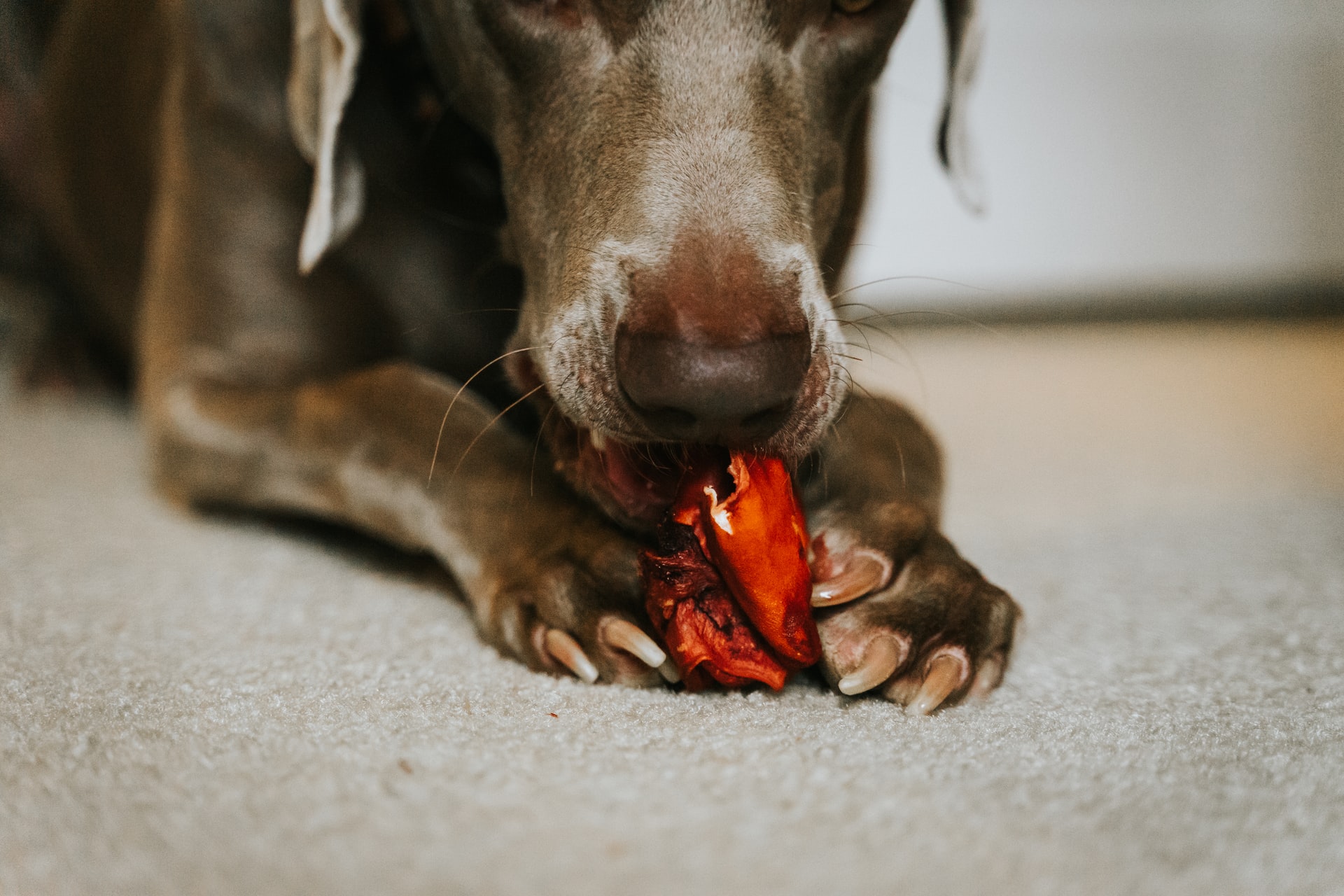 stop-your-dog-nail-bleeding