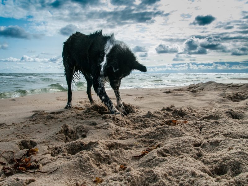 how_stop_a_dog_from_digging