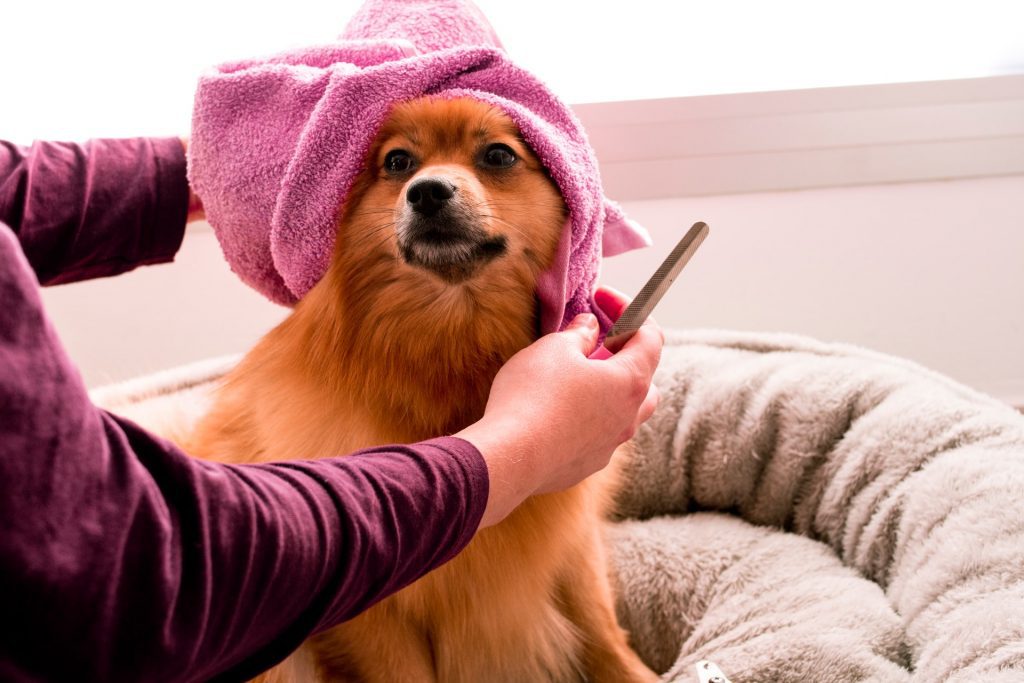Things You Need to Know Before Shaving Your Dog Pets Heed