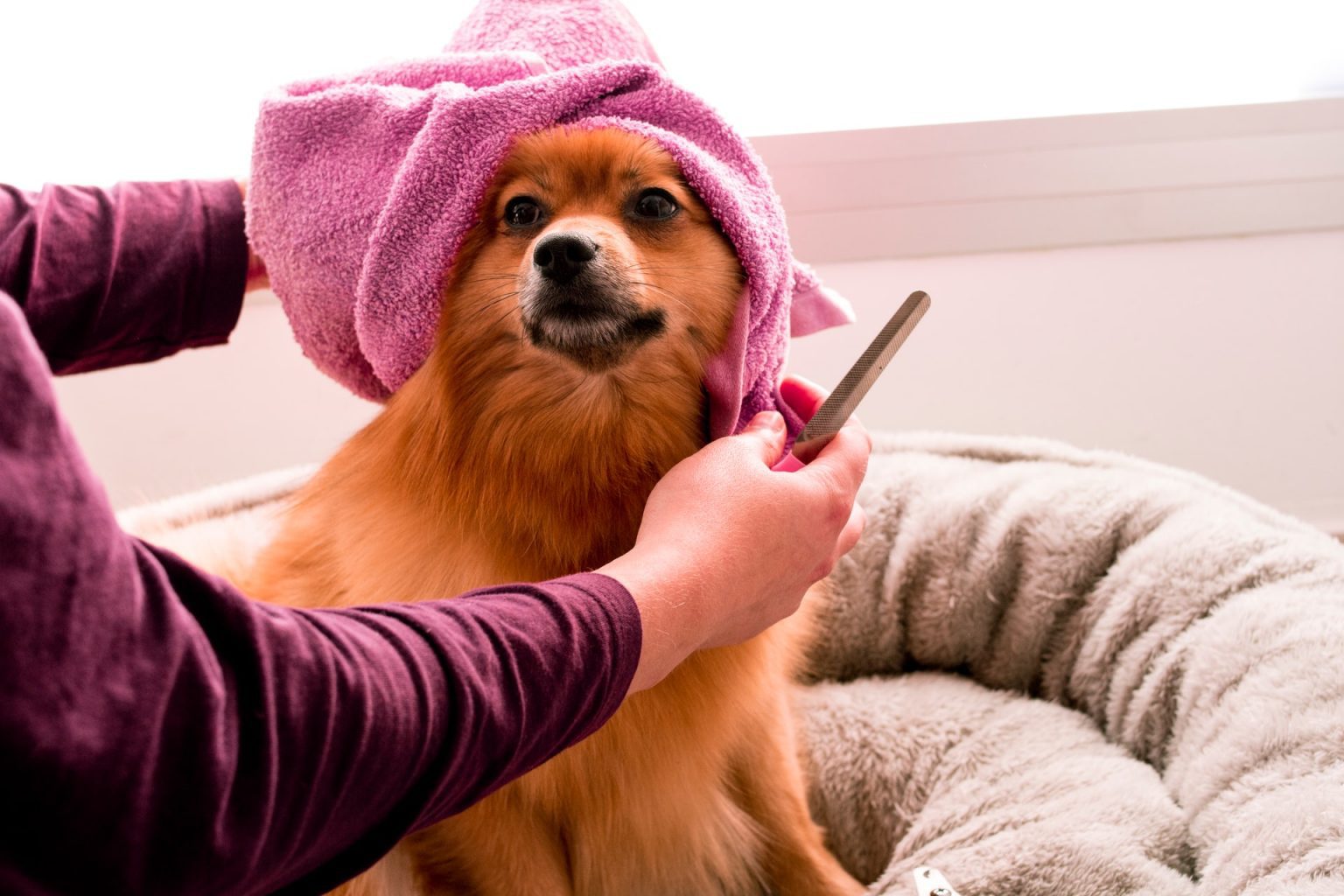 Things You Need to Know Before Shaving Your Dog Pets Heed
