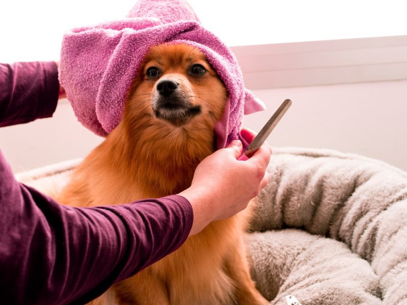 things-you-need-to-know-before-shaving-your-dog-petsheed