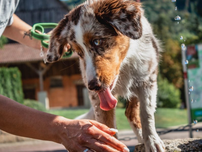 why_dogs_eat_poop