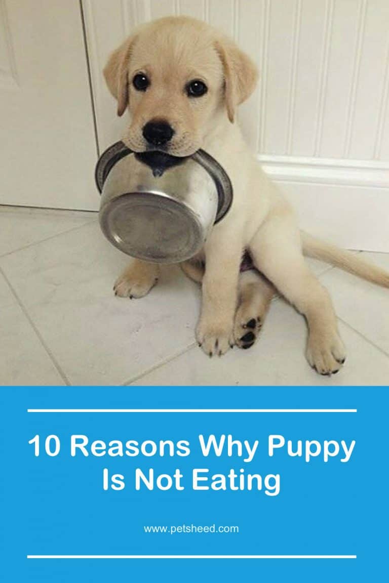 10 Reasons Why Puppy Is Not Eating And How To Solve It