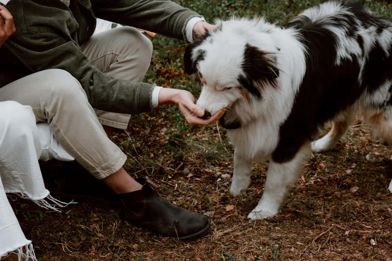 Health benefits of avocado to dogs