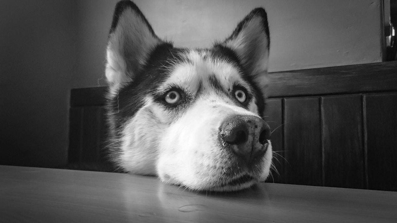 Side effects of avocadoes on dogs