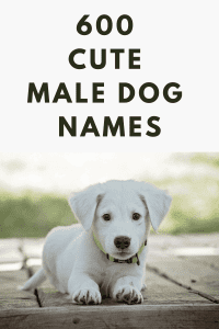 Cute Male dog Names