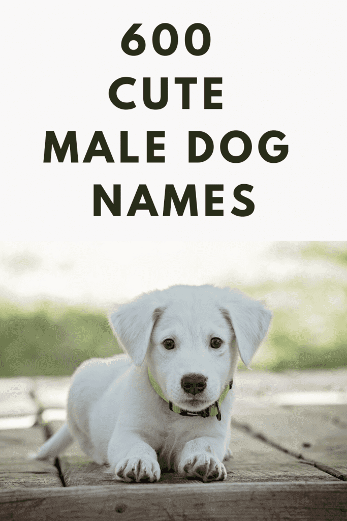 600 Cute Dog Male Names of 2021 For Your Inspiration - Pets Heed